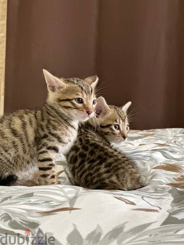 Bengal kittens قطط بنغال 0