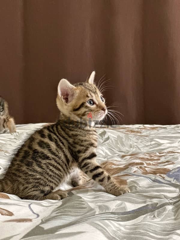 Bengal kittens قطط بنغال 1