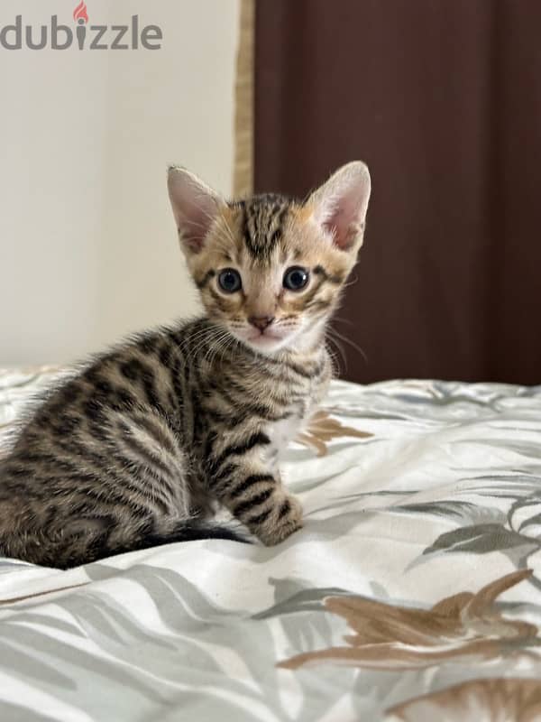 Bengal kittens قطط بنغال 2