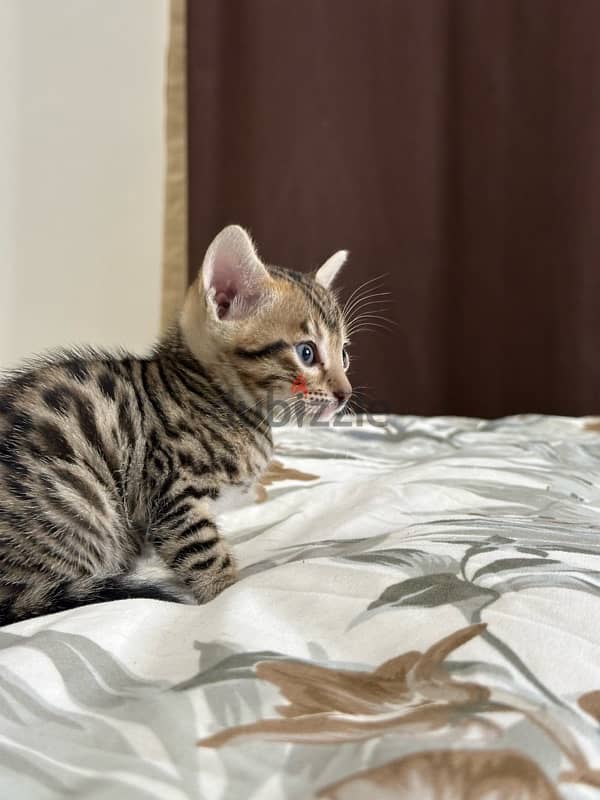 Bengal kittens قطط بنغال 3