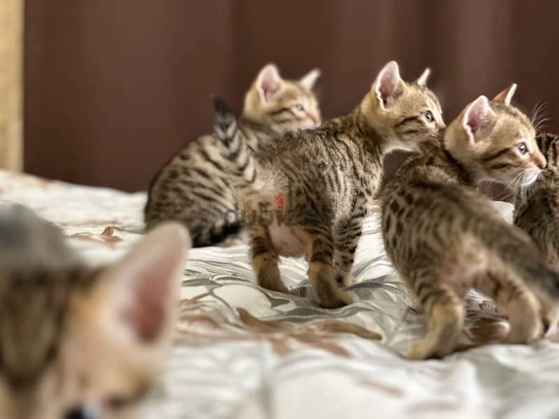 Bengal kittens قطط بنغال 4