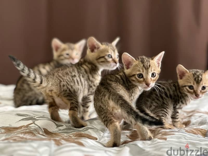 Bengal kittens قطط بنغال 5