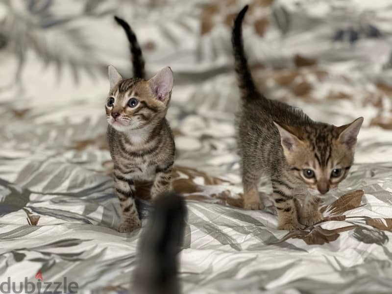 Bengal kittens قطط بنغال 6