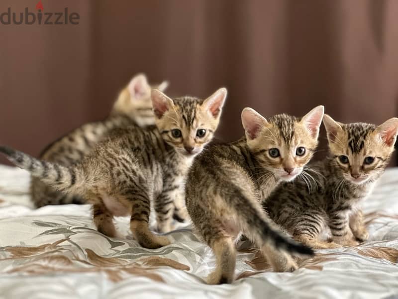 Bengal kittens قطط بنغال 7