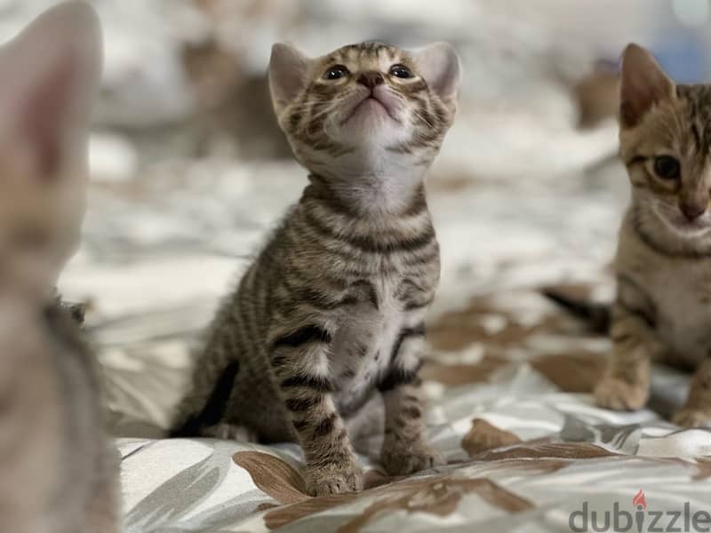 Bengal kittens قطط بنغال 8