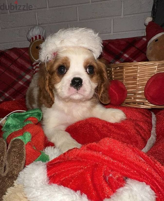 Sweet and lovely Cavalier King Charles Spaniel puppies 0