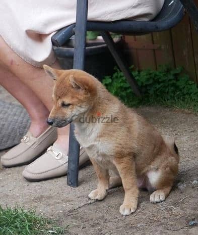 Whatsapp Me +966588993320 Shiba Inu Puppies 0