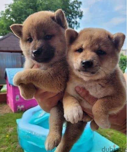 Whatsapp Me +966588993320 Shiba Inu Puppies 1