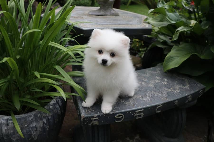 Whatsapp Me +972555074990 Pomeranian Puppies 1