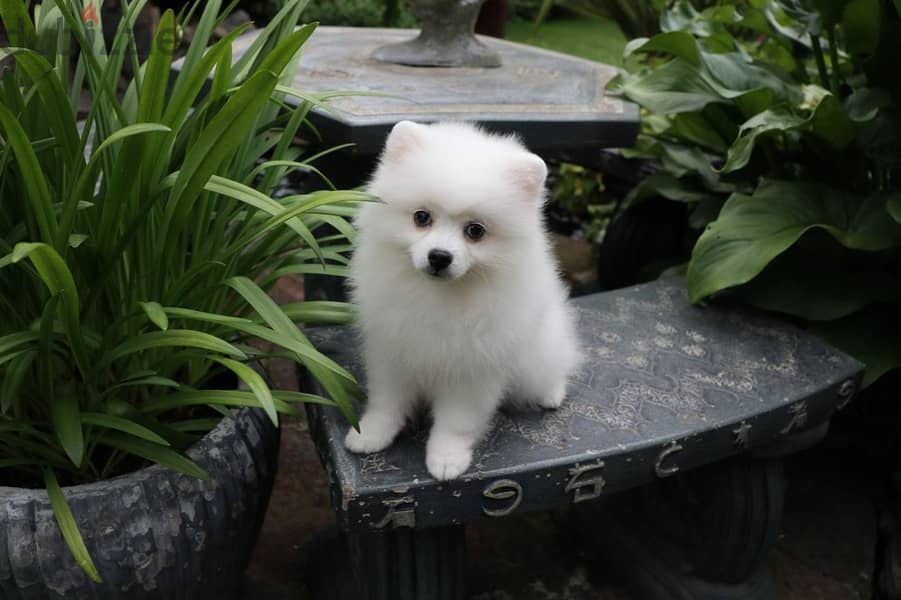 Whatsapp Me +972555074990 Pomeranian Puppies 0