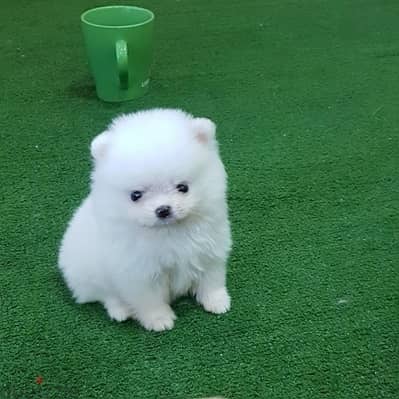 Whatsapp Me +972555074990 Pomeranian Puppies 1