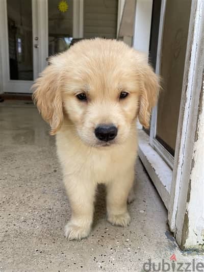 Golden Retriever Puppies Whatsapp me +972553390216