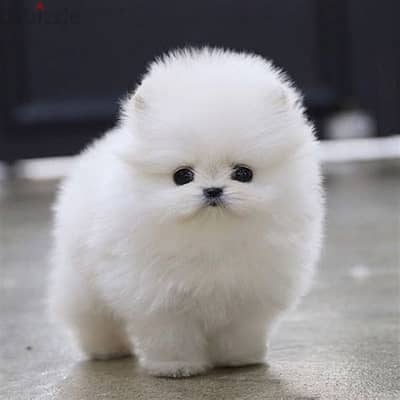 Pomeranian Puppies Whatsapp me +972553390216