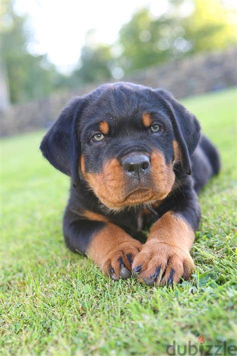 Rottweiler Puppies Whatsapp me +972553390216 1