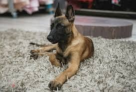 Whatsapp me +96878738119 Belgian Malinois for sale 0