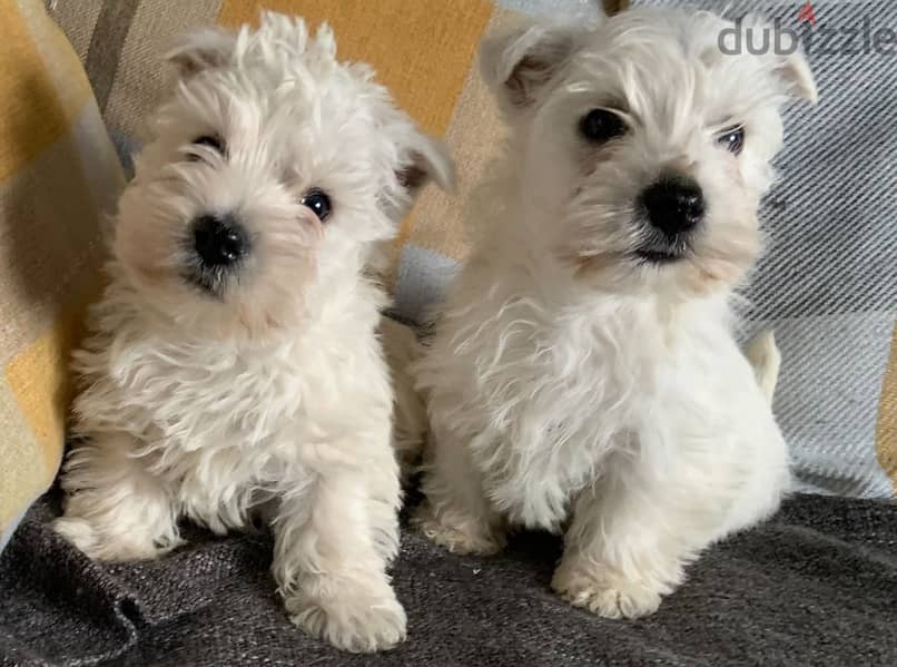 Whatsapp Me +972555074990 West Highland Terrier 0