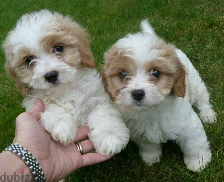 Whatsapp Me +966588993320 Cavapoo Puppies 0