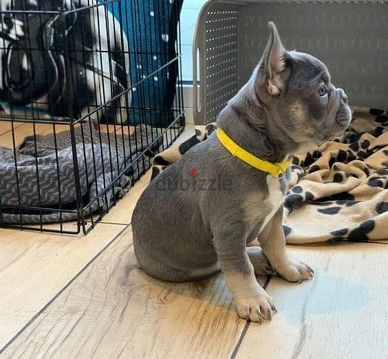 Whatsapp Me +972555074990 French Bulldog Puppies 0