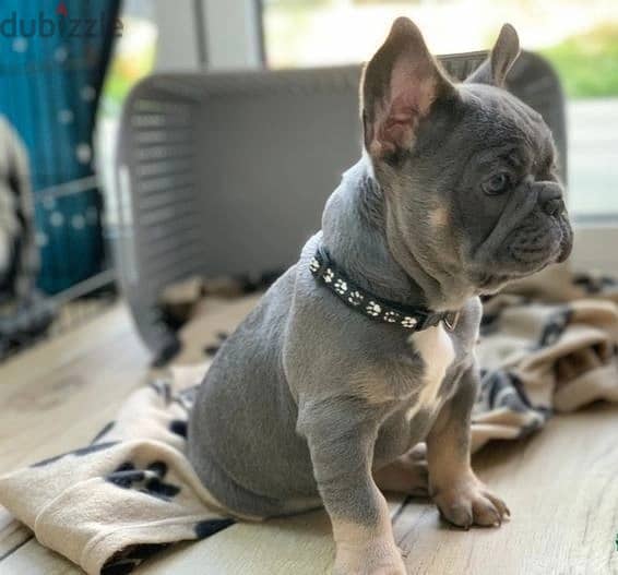 Whatsapp Me +972555074990 French Bulldog Puppies 1