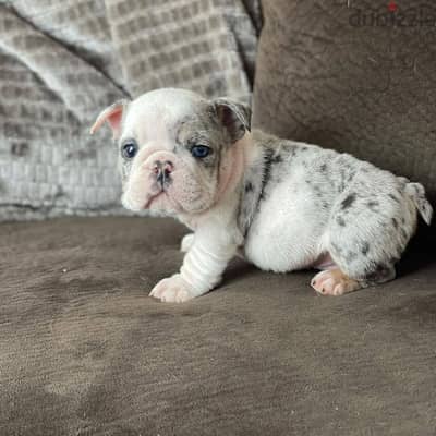 English Bulldog Puppies