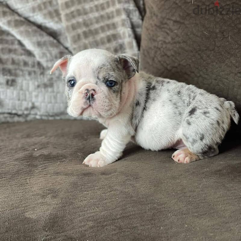 English Bulldog Puppies 0