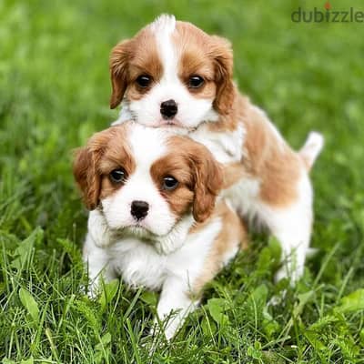 weet and lovely Cavalier King Charles Spaniel puppies