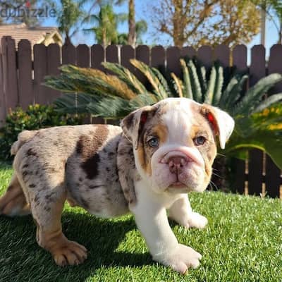 English Bulldog Puppies