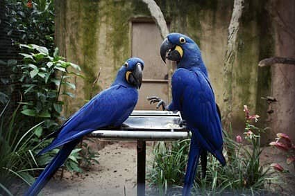 Whatsapp Me +966583921348 Hyacinth Macaws 1