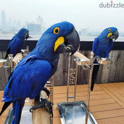 Whatsapp Me +966583921348 Hyacinth Macaws