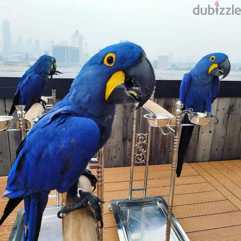 Whatsapp Me +966583921348 Hyacinth Macaws 0