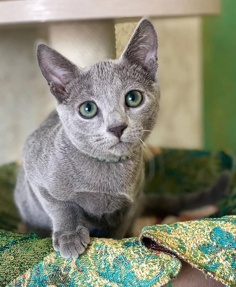 Beautiful Russian Blue  Kittens +972555074345 WhatsApp 0