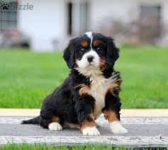 Whatsapp me +96878738119 Bernese Mountain Dog for sale 0