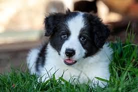 Whatsapp me +96878738119 Border Collie for sale 0