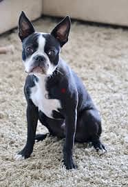 Whatsapp me +96878738119 Boston Terrier for sale 0