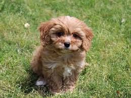 Whatsapp me +96878738119 Cavachon for sale 0