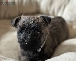 Whatsapp me +96878738119 Cairn Terrier for sale 0