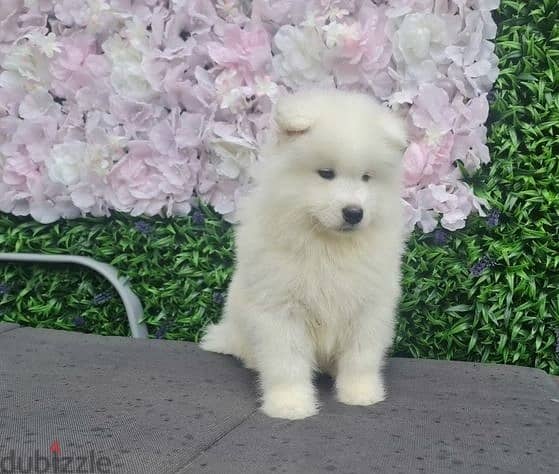 Whatsapp Me +972555074990 Samoyed Puppies 0