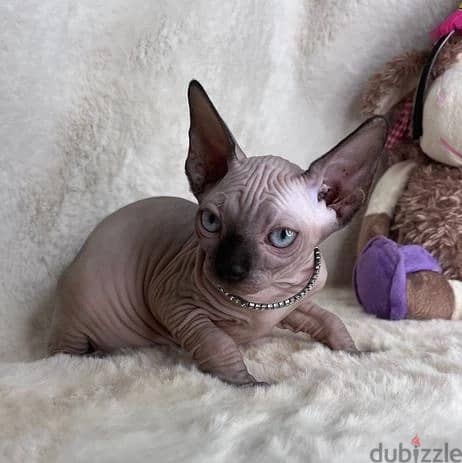 Whatsapp Me +972555074990 Sphynx Cats 1