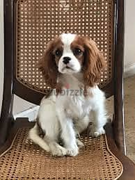 Whatsapp me +96878738119 Cavalier King Charles Spaniel for sale