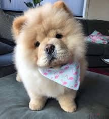 Whatsapp me +96878738119 Chow Chow for sale 0