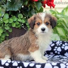 Whatsapp me +96878738119 Corgipoo for sale 0