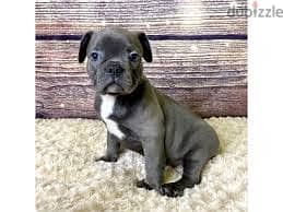 Whatsapp me +96878738119 Frenchton for sale 0