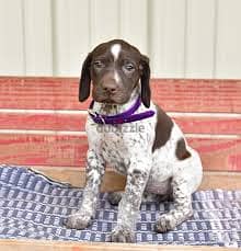 Whatsapp me +96878738119 German shorthaired pointer for sale 0