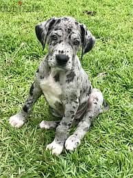 Whatsapp me +96878738119 Great Dane for sale