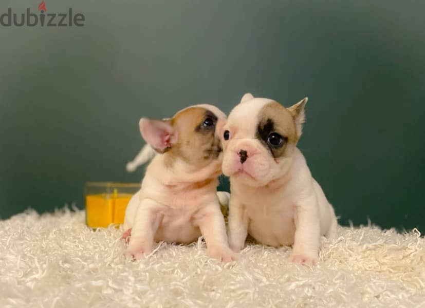 French Bulldog Puppies 0