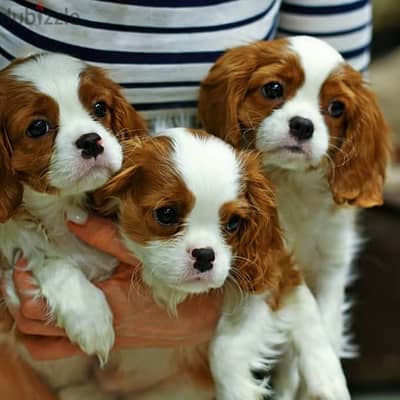 weet and lovely Cavalier King Charles Spaniel puppies