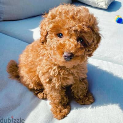 Home raised and toilet trained Poodle Puppies