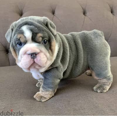 English Bulldog Puppies