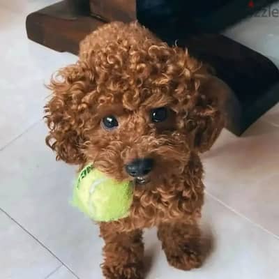 Poodle Puppies// Whatsapp +97455937699