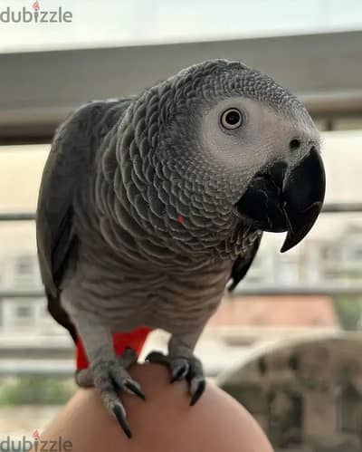 African grey// Whatsapp +97455937699